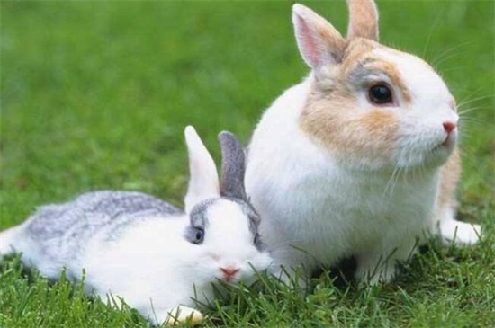 怎么鉴定兔子吃多了