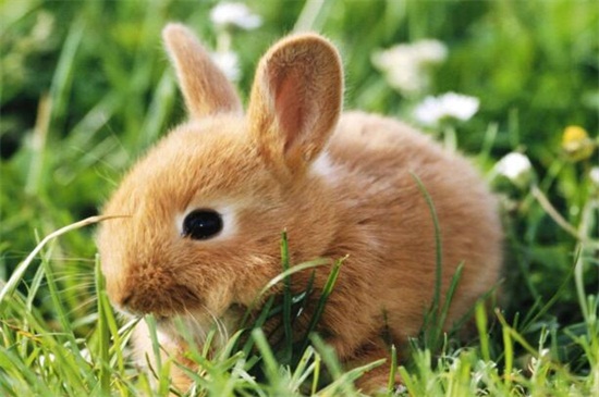 怎么鉴定兔子吃多了