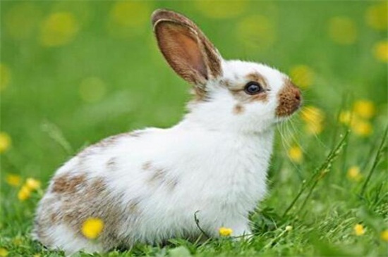 怎么看兔子的年龄