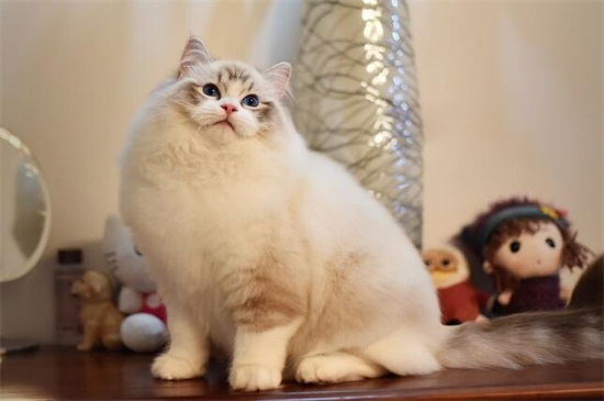 布偶猫正常体重表