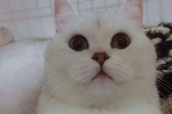 猫眼睛里有透明丝状物