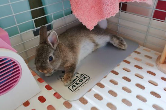 兔子吃白萝卜吗
