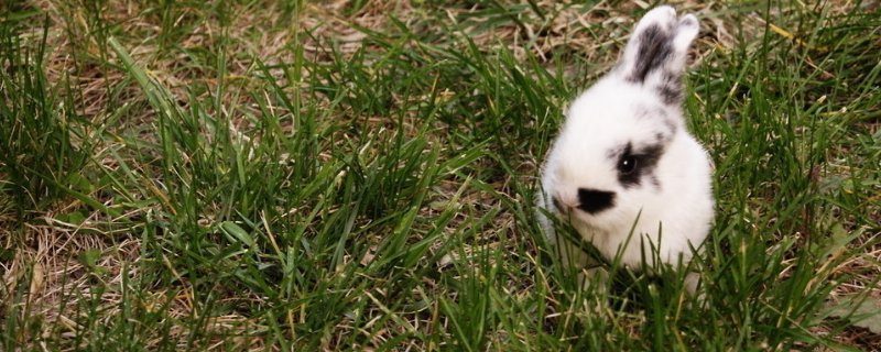 兔子吃的常见野草