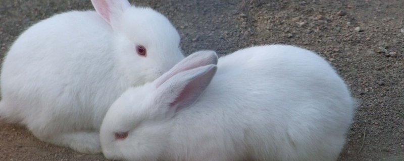 兔子一窝的能配种吗