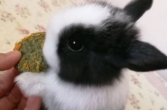 宠物兔怎么样不会臭