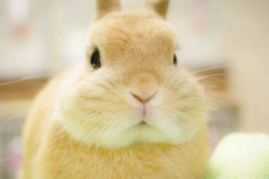 兔子吃黄瓜吗