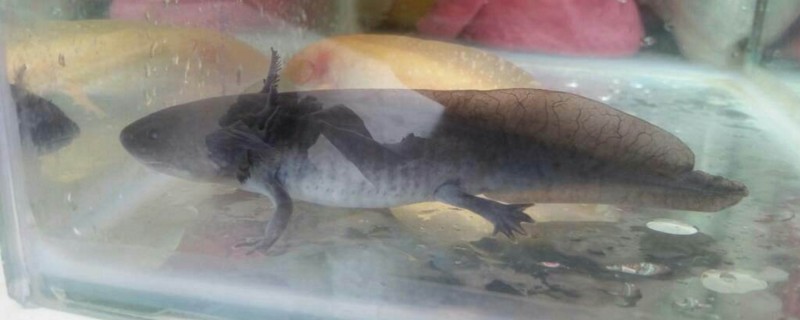 六角龙鱼死了的征兆 六角蝾螈浮在水面上 太阳网络