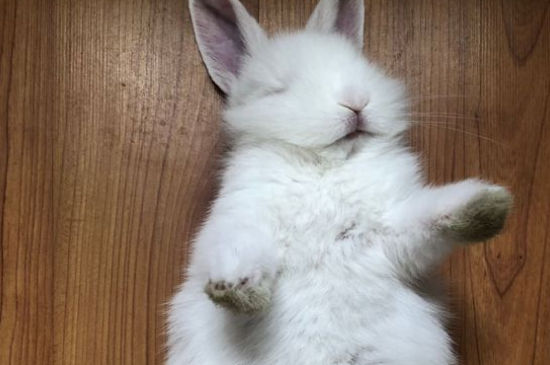 爱干净的兔子表现