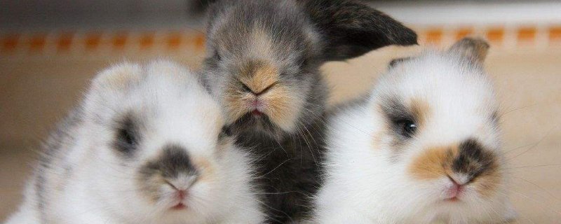 小型宠物兔品种