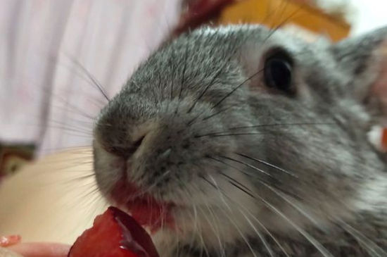 宠物兔能吃胡萝卜吗
