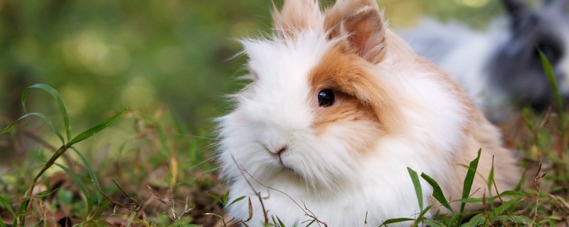 宠物兔能吃胡萝卜吗