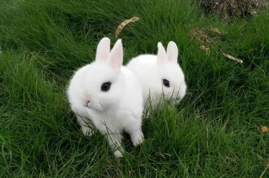 宠物兔子可不可以吃麦冬草