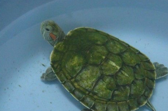 巴西龟感冒了能自愈吗