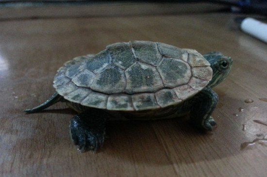 巴西龟龟壳上有白斑