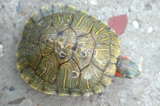 巴西龟龟壳上有白斑
