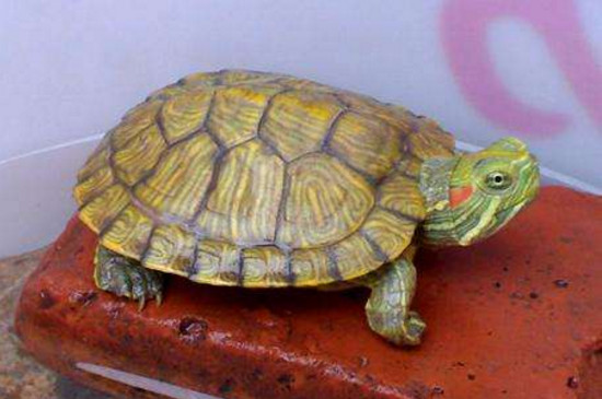 巴西龟换壳有什么症状
