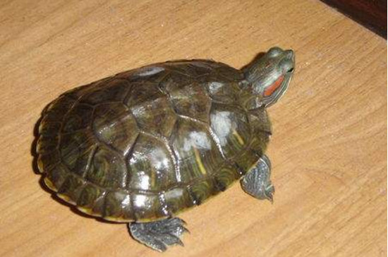 巴西龟换壳有什么症状