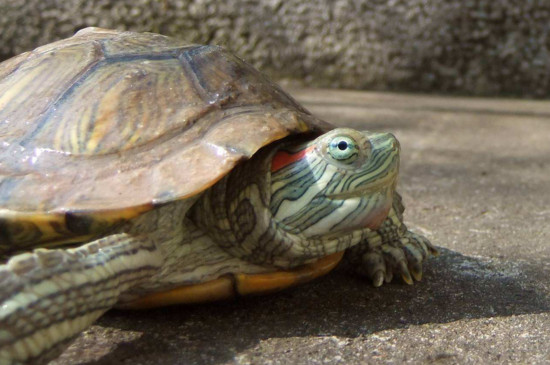 巴西龟临死前什么症状
