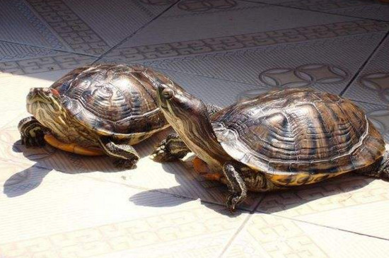 巴西龟爪子发白怎么办