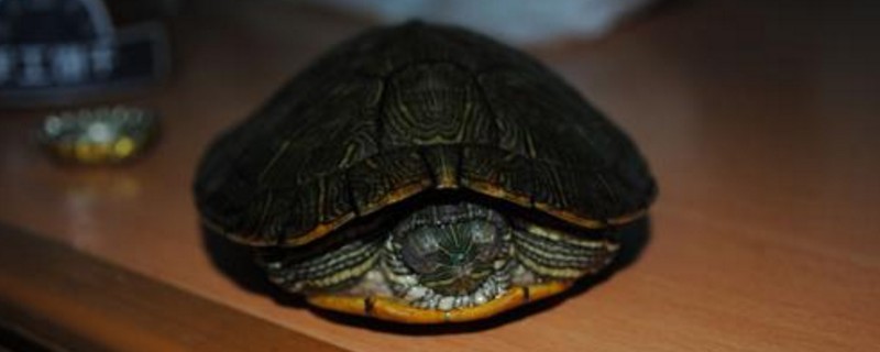 巴西龟不爱动怎么回事