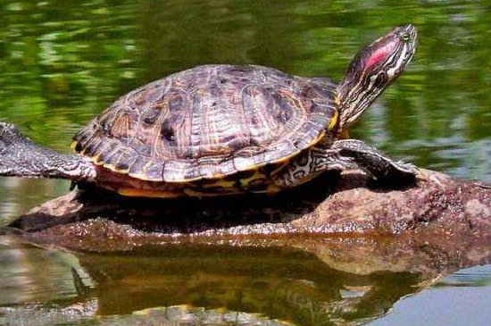 巴西龟在水里浮起来正常吗