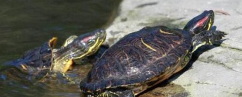 巴西龟在水里浮起来正常吗