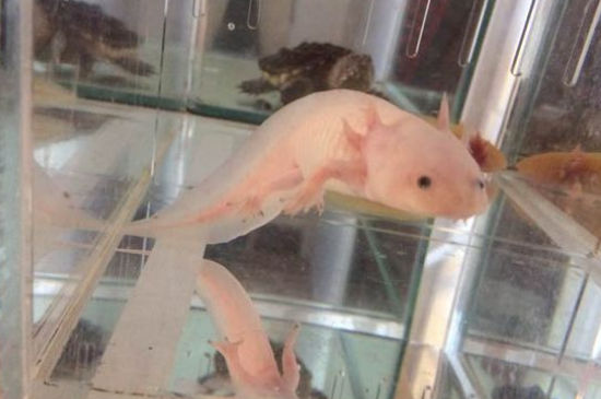 六角龙鱼深水养能死吗