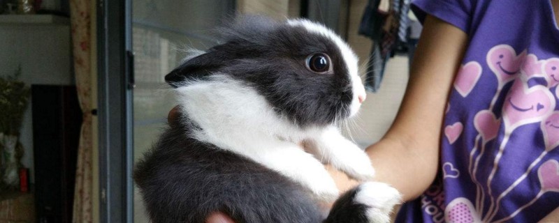 道奇侏儒兔脾气好吗