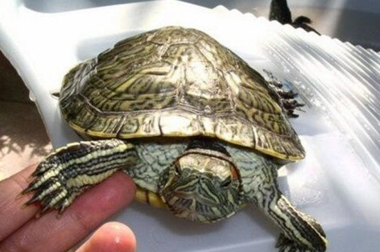 巴西龟指甲断了怎么办