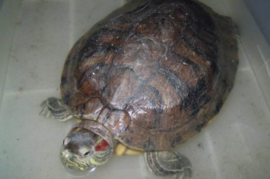 巴西龟吐白沫会死吗