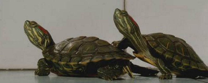 巴西龟吐白沫会死吗