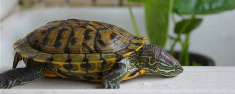 巴西龟死前有什么症状