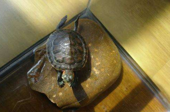 巴西龟死前有什么症状