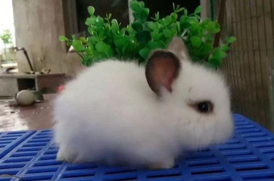 道奇侏儒兔能长多大