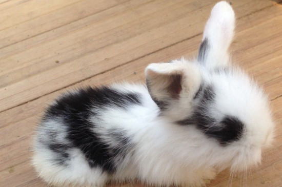 垂耳兔能跟人睡吗