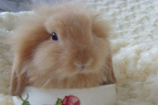垂耳兔可以吃胡萝卜吗