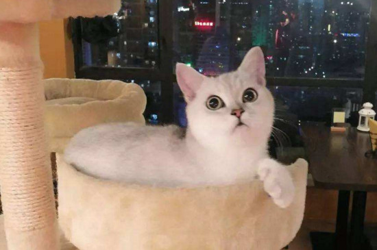 小孩养猫的好处和坏处