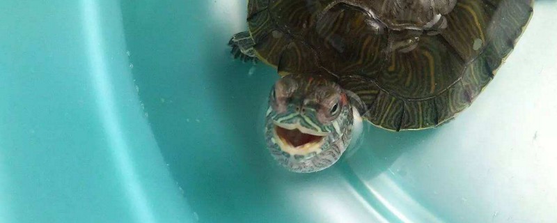 巴西龟总是张嘴为什么