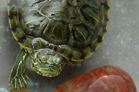 巴西龟总是张嘴为什么