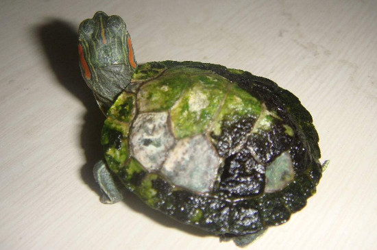 巴西龟身上有白膜怎么办