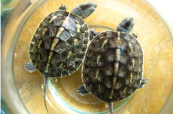 花龟和草龟的区别