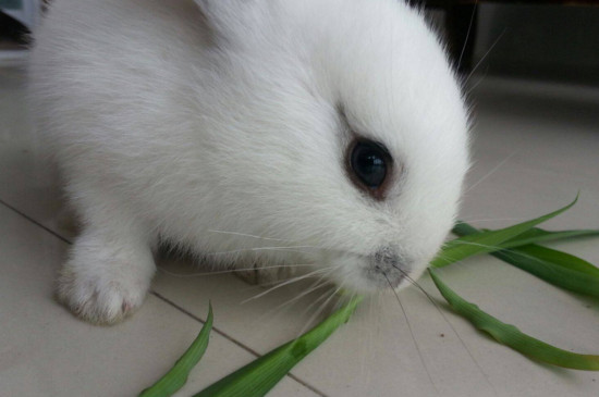 兔子吃小麦草有啥好处