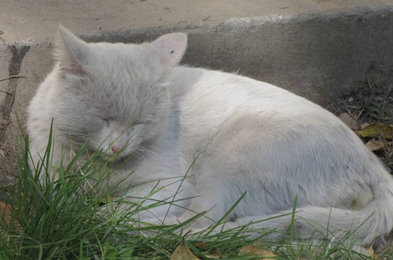 猫咪交配为什么惨叫