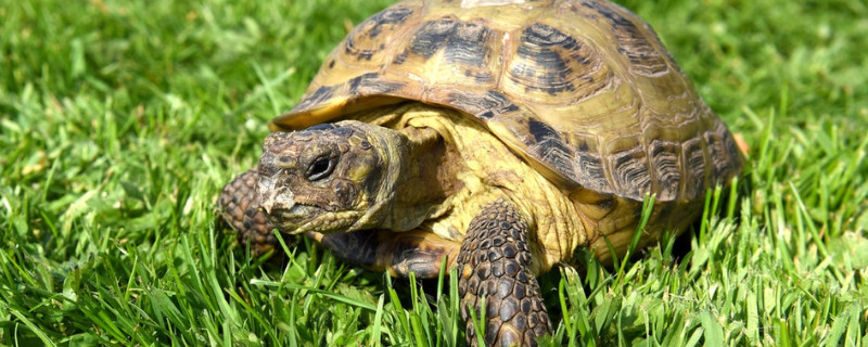 巴西龟不吃食会死吗