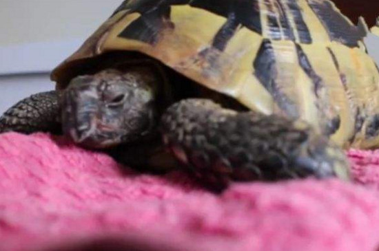 怎么知道乌龟怀孕了