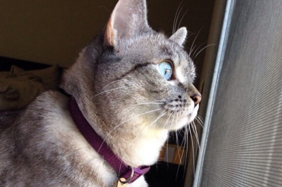 猫为什么总看窗外