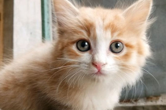 为什么流浪猫都是橘猫
