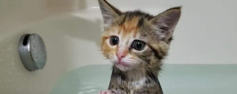 宠物猫可以洗澡吗