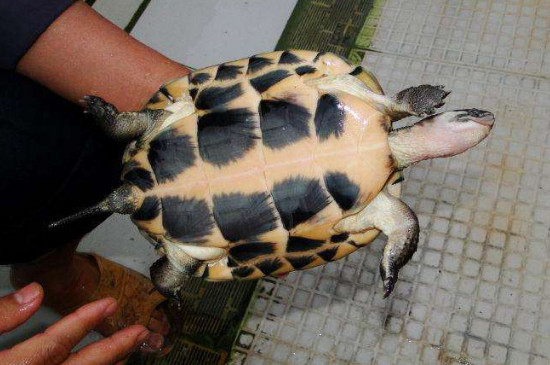 石龟的寿命有多少年