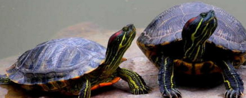 乌龟的寿命至少有几年